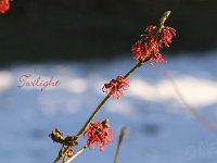 Hamamelis Twilight 2015 02 07 3096